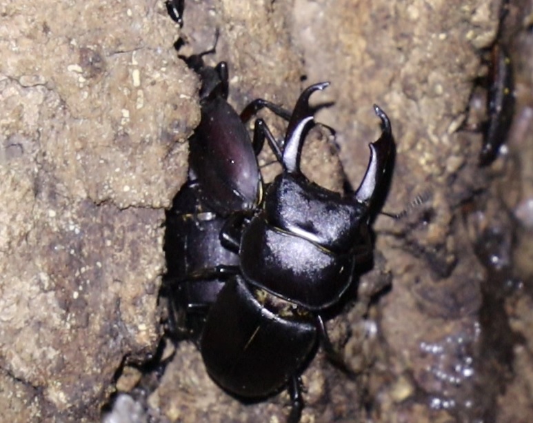 コクワガタ群 下_蔦が生えたクヌギーほったらかしの森_2023年7月28日19時 気温28.7度